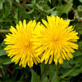 Dandelion Leaf (Taraxacum officinale)